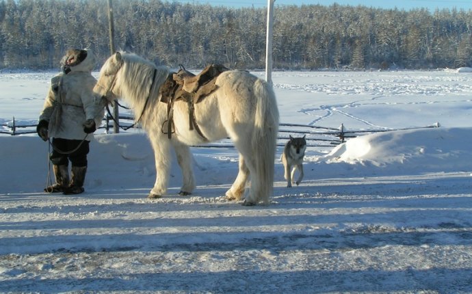 Лошадь якутской породы