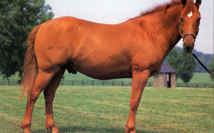 Bashir Horse Pond
