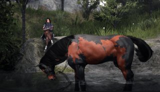 Лошадь black desert