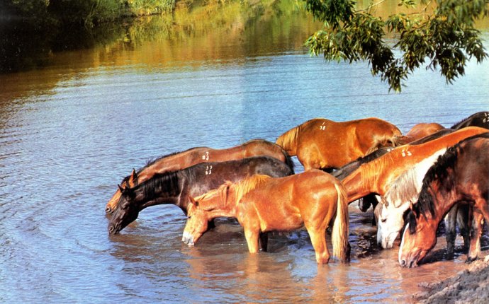 Horse Generation