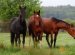 English Horse Breed