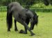 Freeze Of The Horse