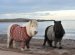 Poney Species