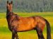 The Most Beautiful Horse Species