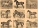 All Horse Species