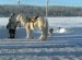 Yakut Horses