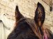 Cost Of Horse Maintenance