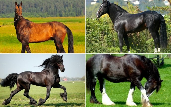 The Most Beautiful Horse Species