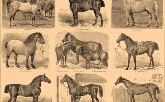 All Horse Species