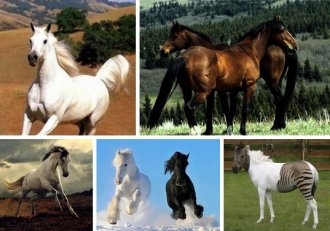ТОП 5 самых красивых лошадей