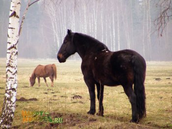 Тяжелоупряжный представитель латвийской породы Тяжелоупряжный представитель латвийской породы